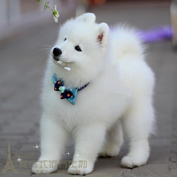 出售宠物狗狗纯种微笑天使萨摩耶雪橇犬萨摩耶幼犬活体家养雪白p