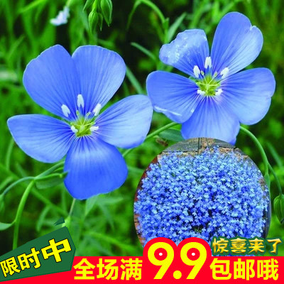 蓝花亚麻种子 垂吊植物 盆栽花卉种子 天蓝色小花 非常美丽40粒装