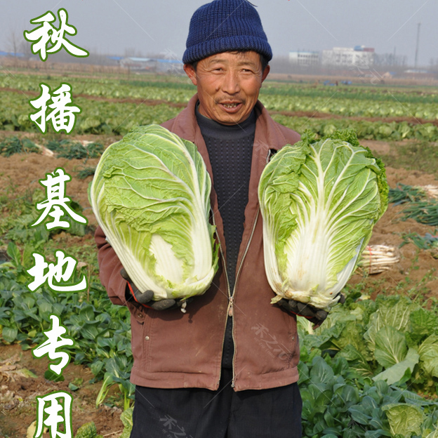 大白菜种子白菜籽蔬菜山东白菜种孑冬季四季秋大白菜种籽四季秋季
