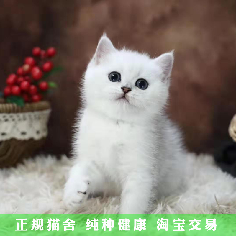 英短蓝猫银渐层金渐层蓝白英短猫宠物猫猫咪活物活体小猫宠物贝塔