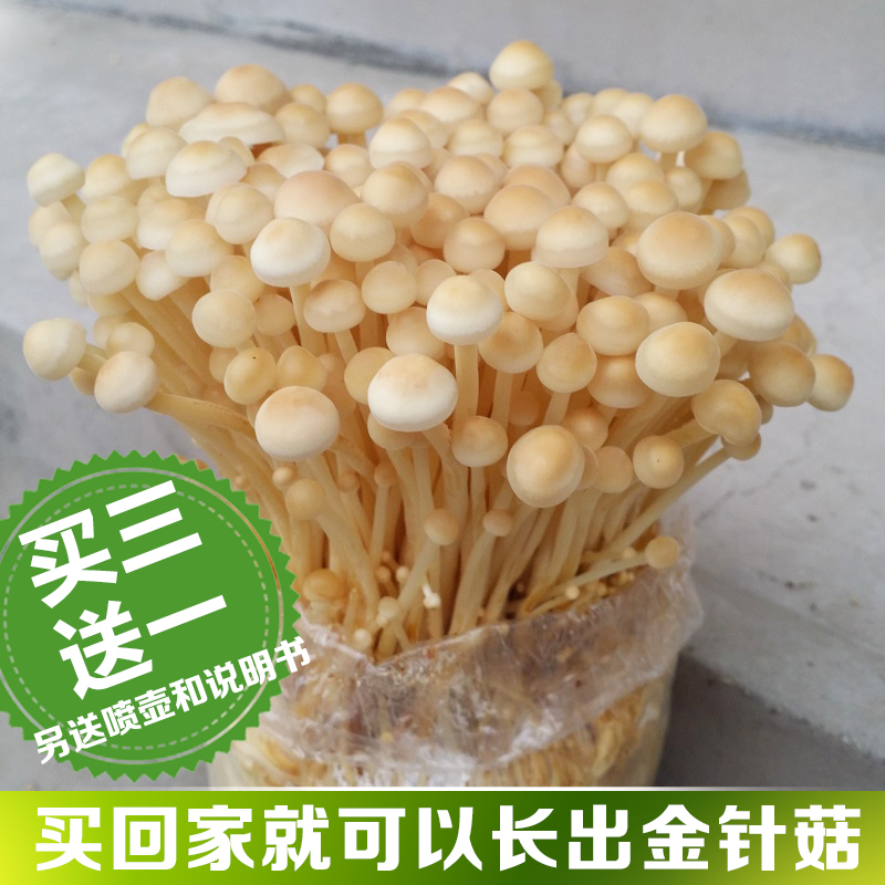 蘑菇女王金针菇家庭养植阳台种植食用菌菌包菌种蘑菇种子食用菌