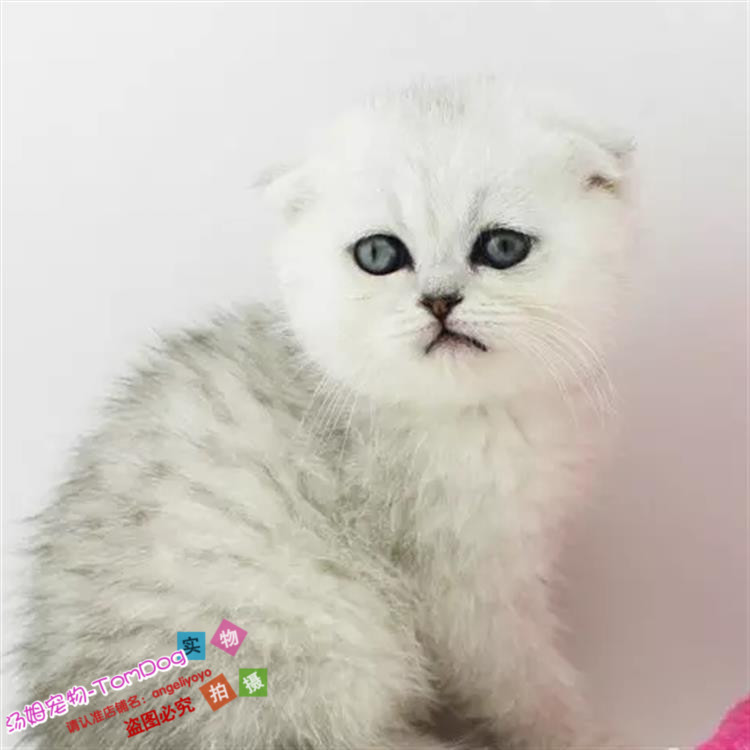 出售苏格兰折耳幼猫短毛猫纯种家养银渐层宠物猫活体猫咪包健康y