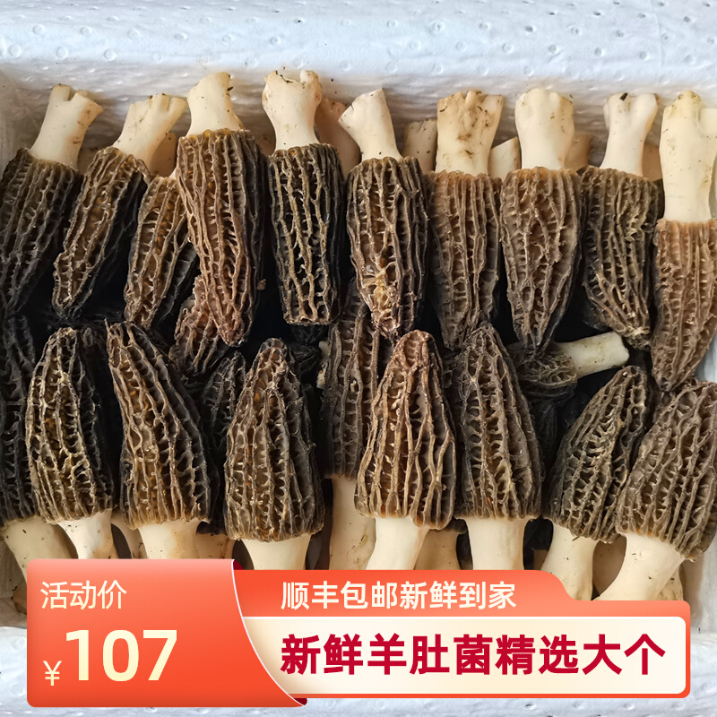 高品质大个新鲜羊肚菌云南丽江土特产野生食用蘑菇500克包邮顺丰
