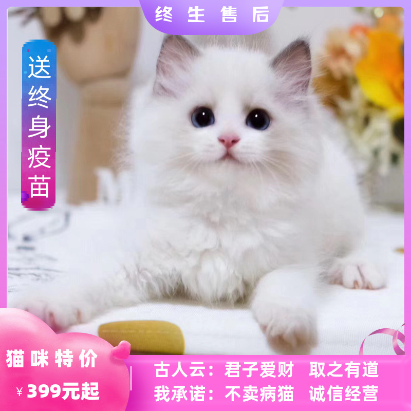 布偶猫活体幼猫宠物猫英短蓝白蓝猫矮脚猫金渐层布偶猫咪