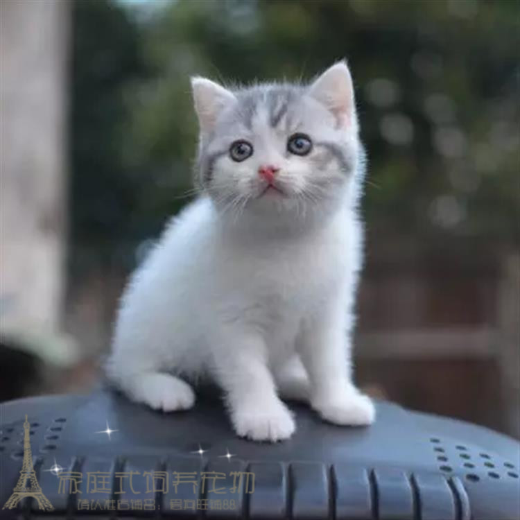 美国短毛猫美短银虎斑美短标斑纯种美短幼猫猫咪活体血统纯正p