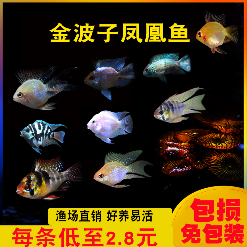 观赏热带鱼宠物金波子鱼天使鱼宝蓝球荷兰凤凰短鲷迷你鹦鹉鱼活体