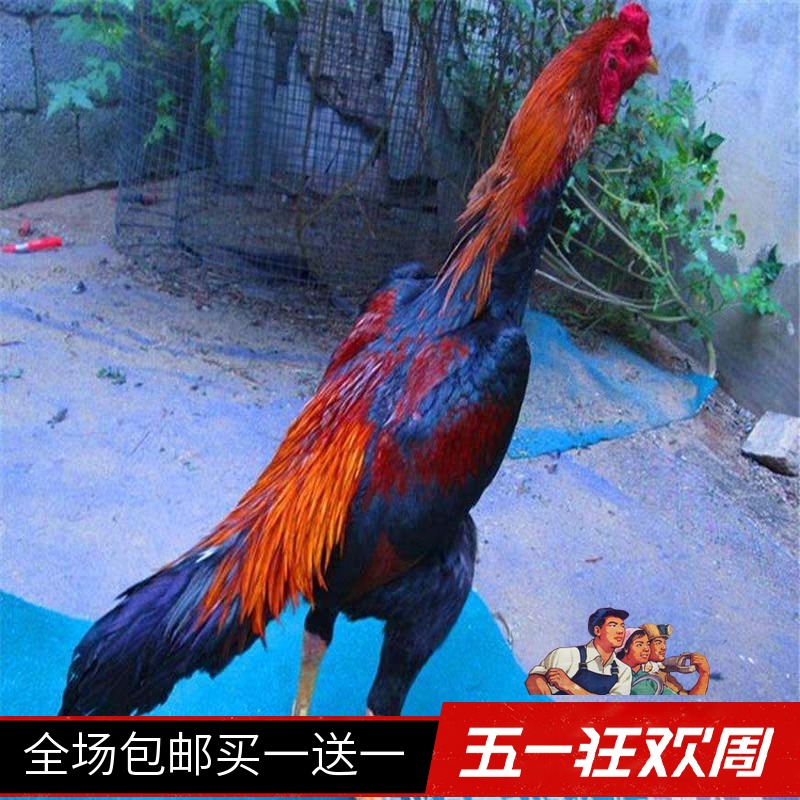 斗鸡活体 泰国斗鸡其它宠物 越南斗鸡 成年鸡 鬼子鸡