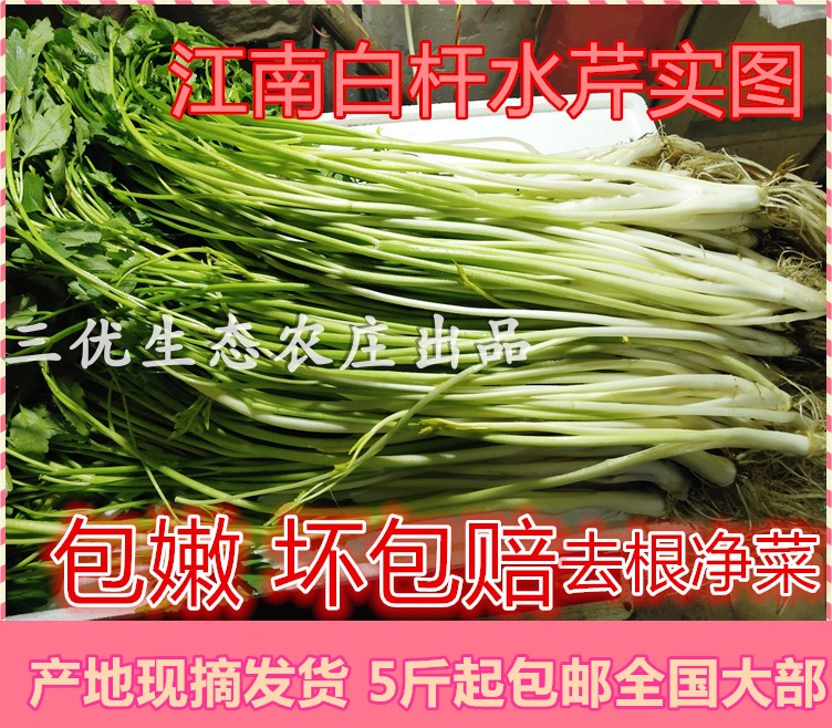 包邮原产地新鲜蔬菜有机水芹菜(净菜)白芹菜水芹芹菜芽芹菜500克