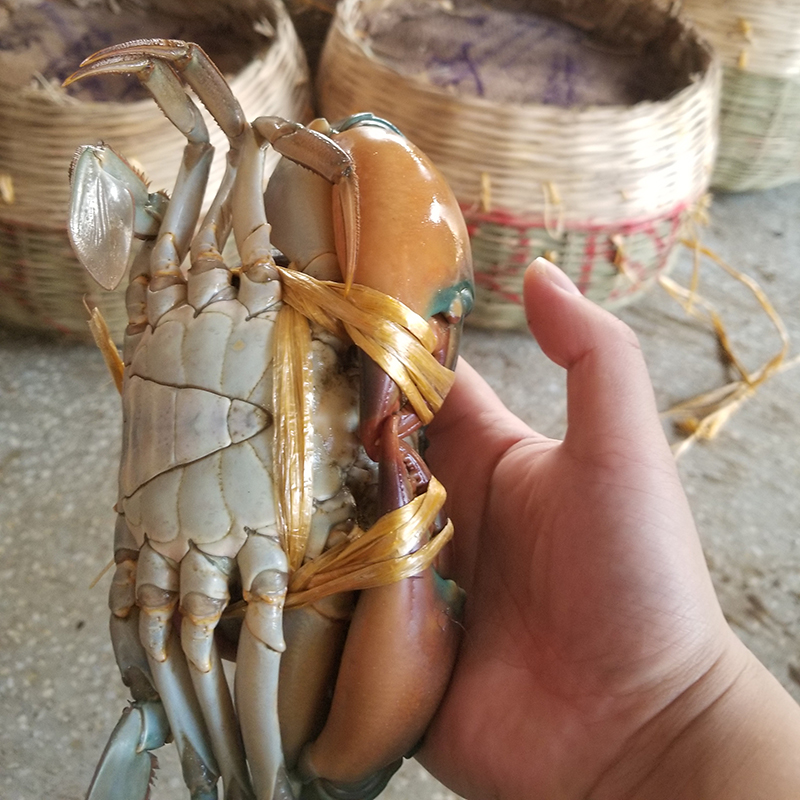香辣蟹迷宗蟹鲜活肉蟹青蟹(3-4只1.5斤装公蟹)印尼缅甸野生海螃蟹