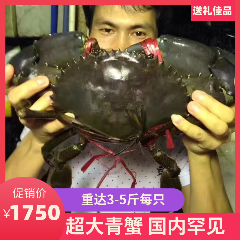 大青蟹鲜活特大超大螃蟹王(3-4斤/只公蟹)野生海蟹新加坡辣螃蟹