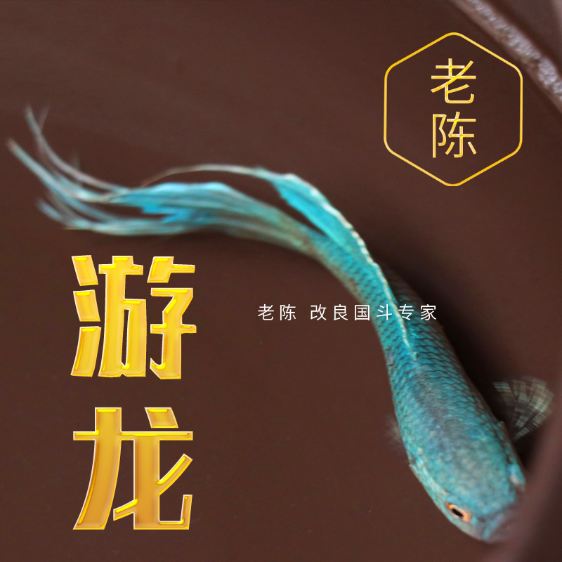 【游龙】中国中华斗鱼活鱼活体 易养耐养淡水冷水观赏鱼 懒人鱼