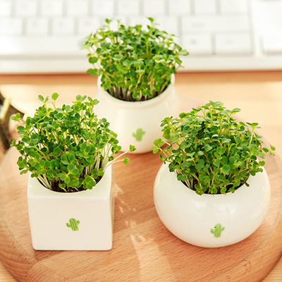 室内办公桌面创意迷你趣味植物DIY小盆栽儿童幼儿园种植活动礼物
