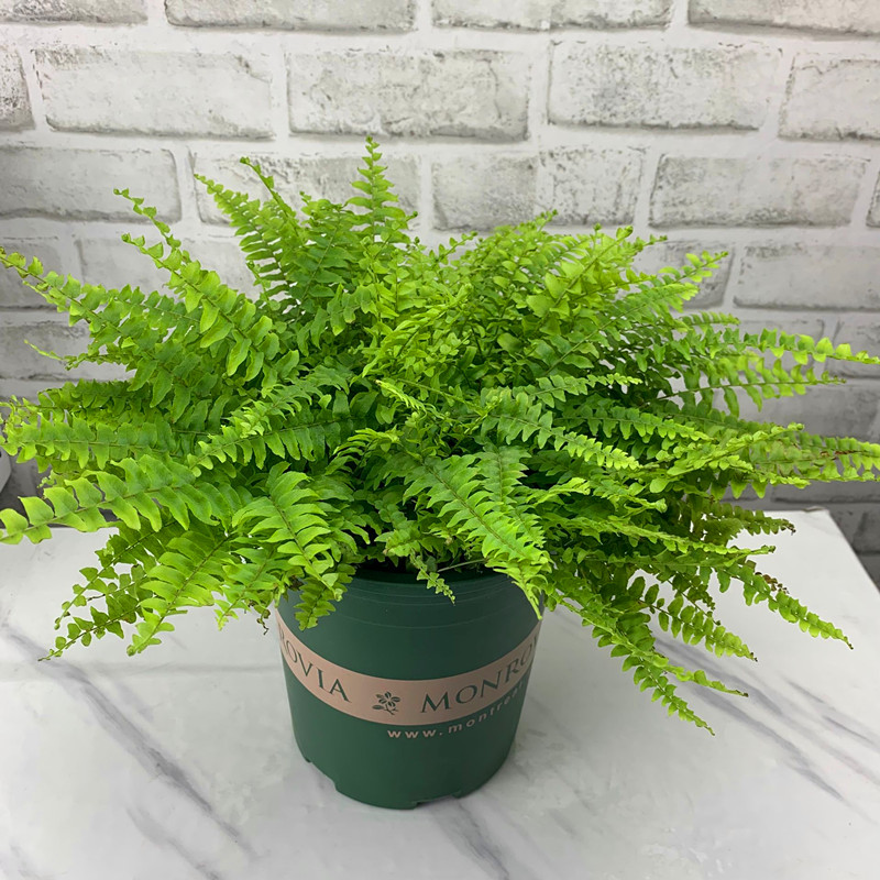 波斯顿蕨类盆栽室内好养绿植办公室植物净化空气室内客厅桌面植物