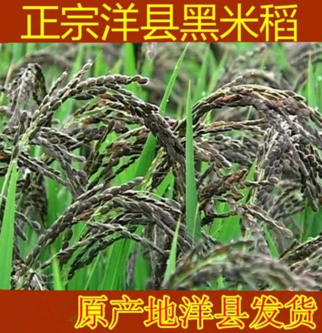 正宗洋县黑稻谷黑糯米种子水稻高产种子500克黑米稻种子送资料