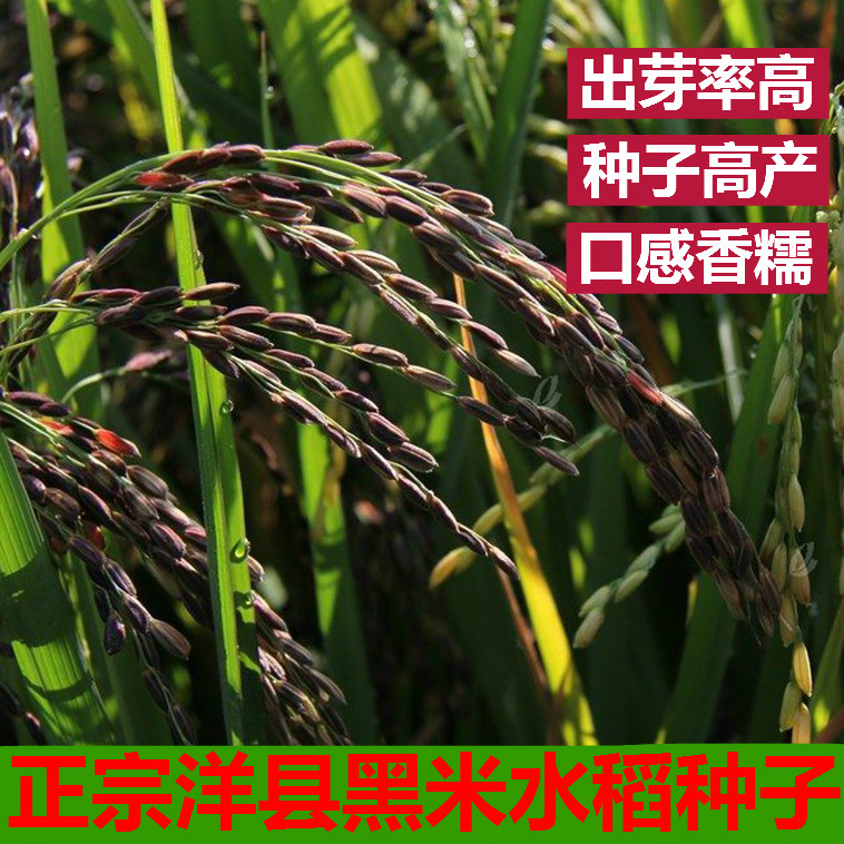正宗洋县黑稻谷黑米种子水稻高产种子1千克黑米稻种子送资料