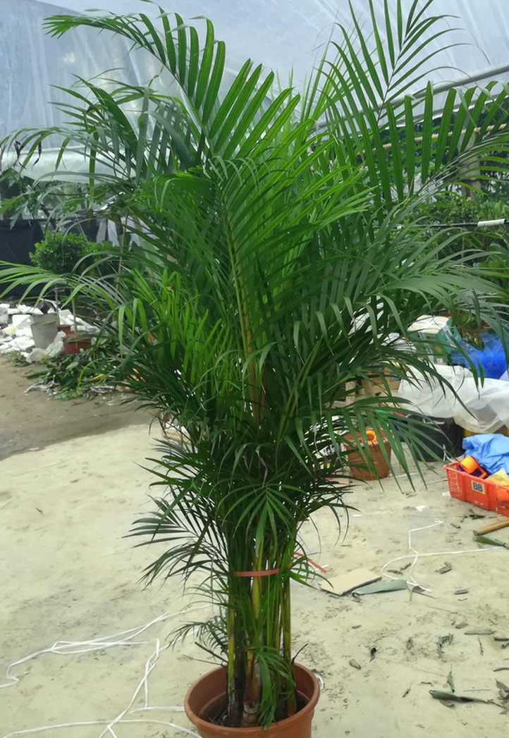 散尾葵国王椰子夏威夷椰子金山棕棕竹室内外大型绿植盆栽净化空气