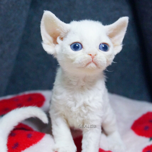 德文卷毛猫幼崽幼猫活幼体柯尼斯小猫咪活物宠物猫纯白小奶猫出售