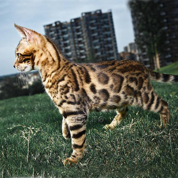 孟加拉豹猫幼崽幼仔纯种猫咪活物宠物猫幼猫热带草原猫小奶猫活体