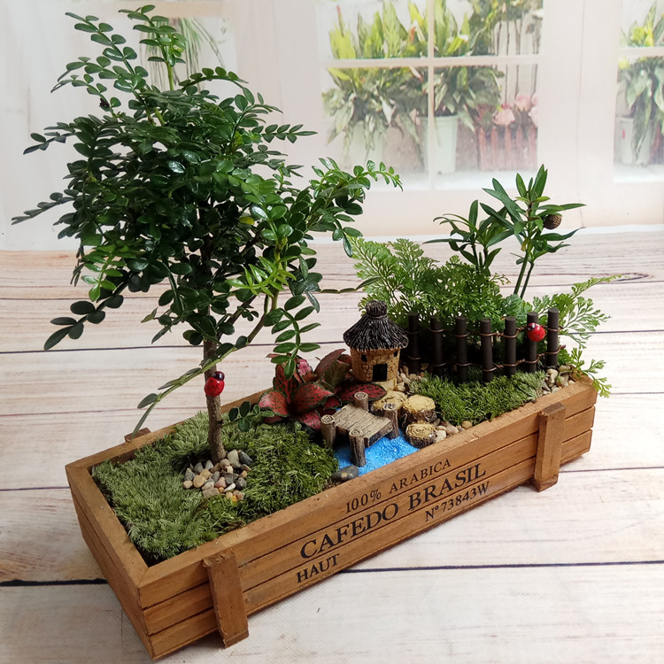 苔藓微景观办公室小盆栽创意迷你diy植物室内植物小盆景微缩景观