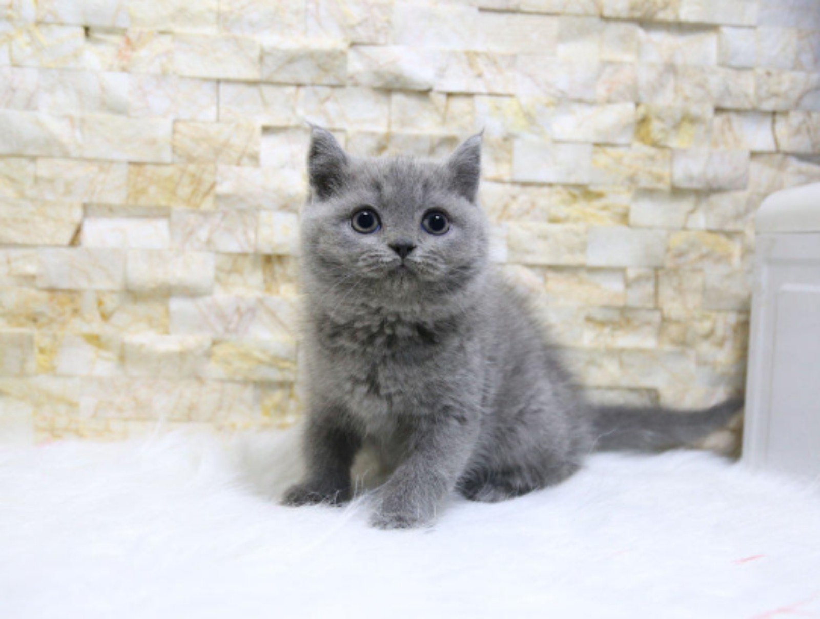 纯种英短蓝猫幼猫蓝白幼崽短毛折耳猫活物渐层美短宠物猫咪活体猫