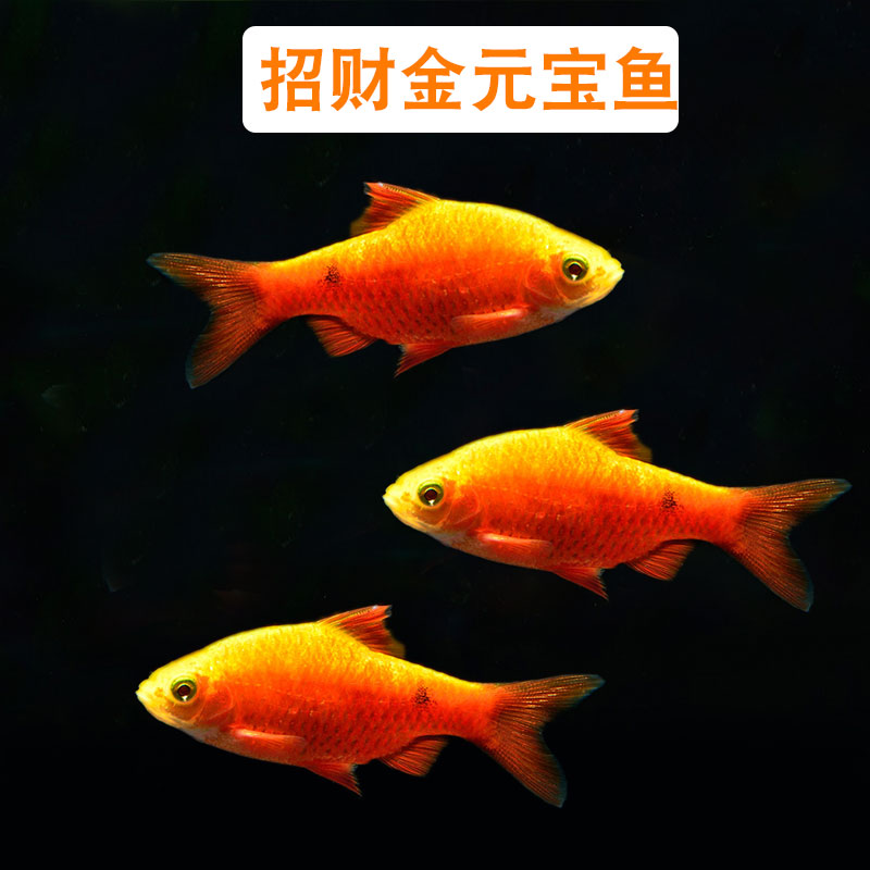观赏鱼活体金元宝鱼热带淡水中小型鱼闯缸鱼草缸练手鱼宠物鱼好养