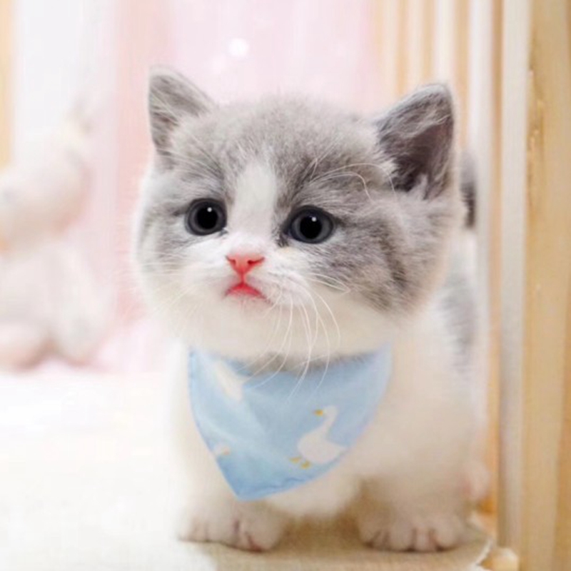 纯种英短蓝白美短加白加菲猫银渐层蓝猫幼猫猫咪活幼体活物宠物猫
