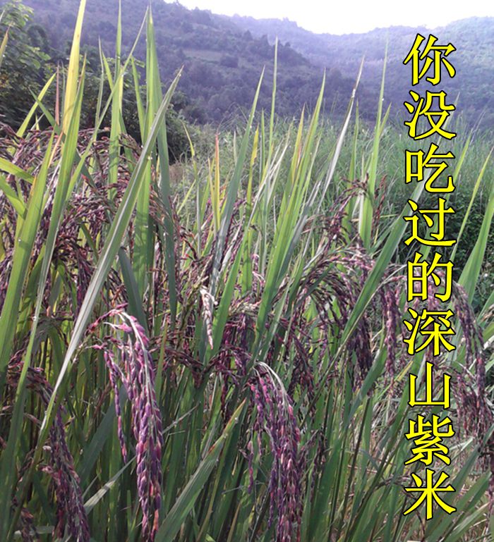 云南墨江紫米紫糯米老品种紫米500g