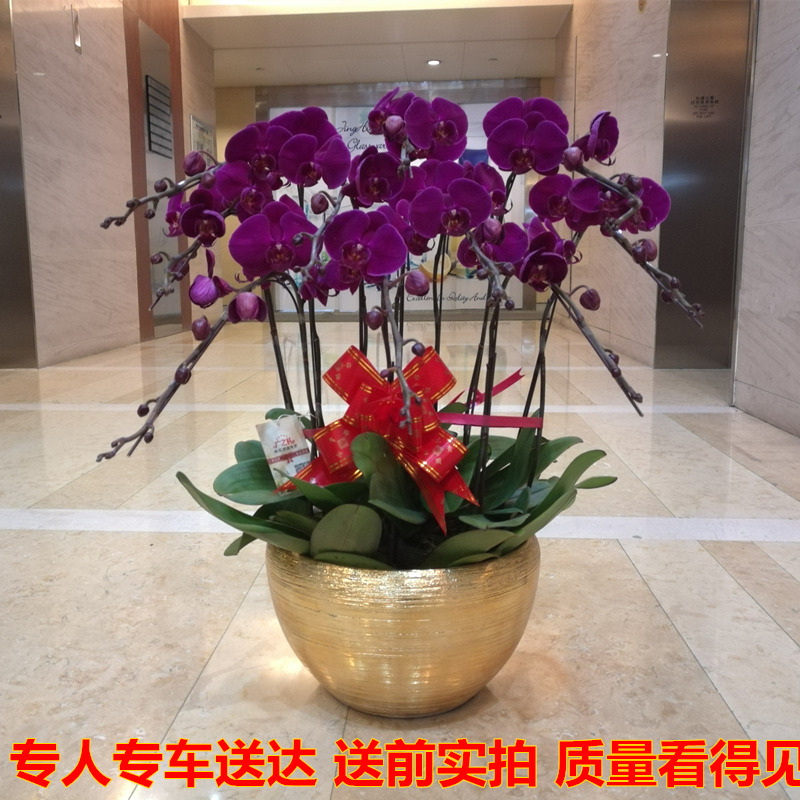 蝴蝶兰盆栽速递广州绿植开业春节送花家庭入伙送礼公司前台摆花