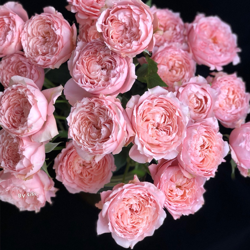 严选精品鲜花肯尼亚进口花材Julieta朱丽叶塔多头花园玫瑰