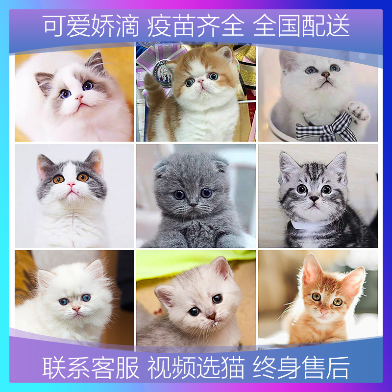 猫咪活物英短宠物猫蓝白猫幼崽美短腿折耳金银渐层矮脚小猫咪幼体