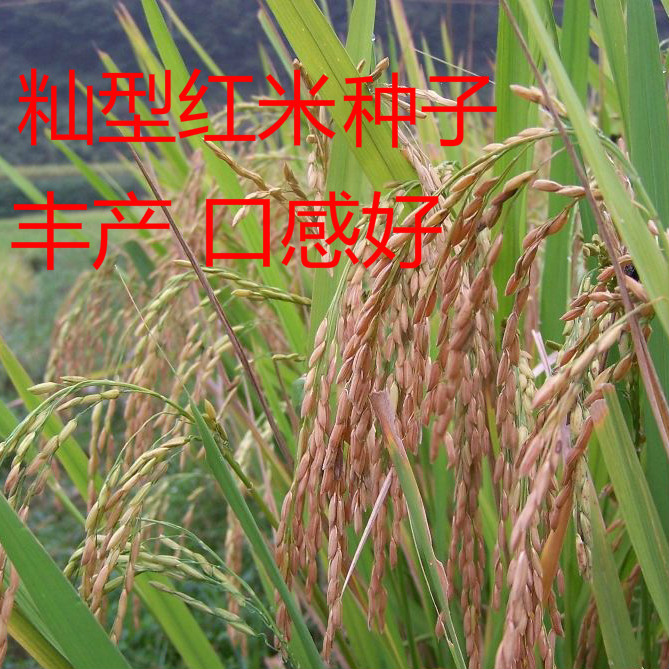 红米种子正宗洋县高产红籼米种子红米种子特色水稻种子1千克