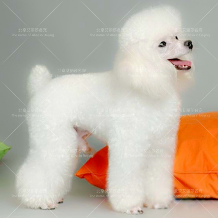 北京狗场出售活体巨型贵宾犬巨贵幼犬纯种白色贵妇犬泰迪宠物狗狗