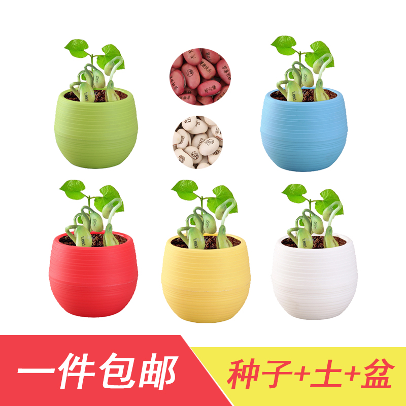 刻字爱情魔豆种子种植创意祝福儿童迷你植物带字小朋友桌面小盆栽