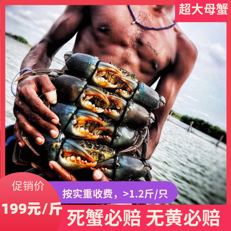 膏蟹鲜活超大特大全母蟹(≥1.2斤)广东香辣蟹母蟹青蟹野生红鲟红