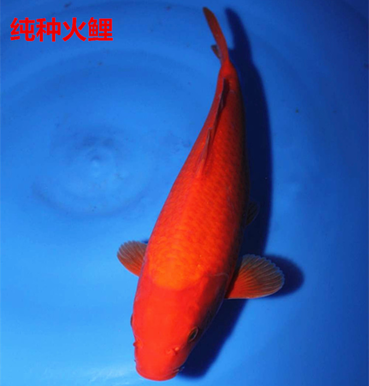 日本红色锦鲤火鲤红松叶红鲤鱼冷水鱼观赏鱼风水鱼活体包活包邮