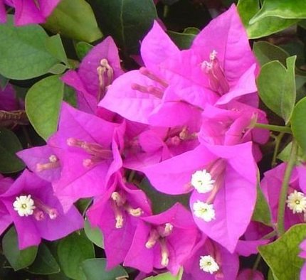盆栽植物 藤本紫色叶子花，三角梅，根壮，作为嫁接其它品种母本